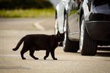 Calls to change cat astrophic law to protect felines hit on Britain’s roads