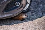 Rodent under car v2